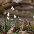 Schneeglöckchen im Nationalpark Donauauen