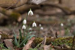 Schneeglöckchen im Nationalpark Donauauen