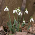 Schneeglöckchen im Nationalpark Donauauen