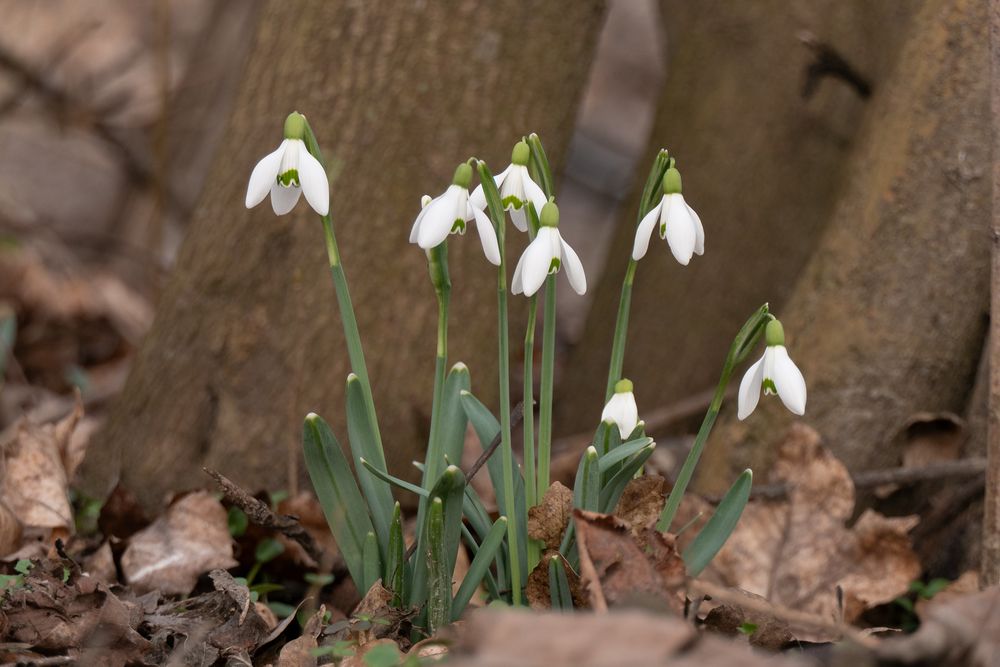 Schneeglöckchen im Nationalpark Donauauen