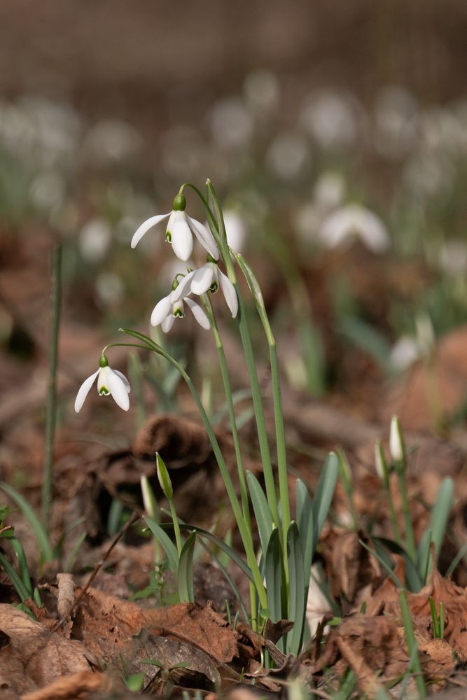 Schneeglöckchen im Nationalpark Donauauen