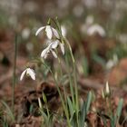 Schneeglöckchen im Nationalpark Donauauen