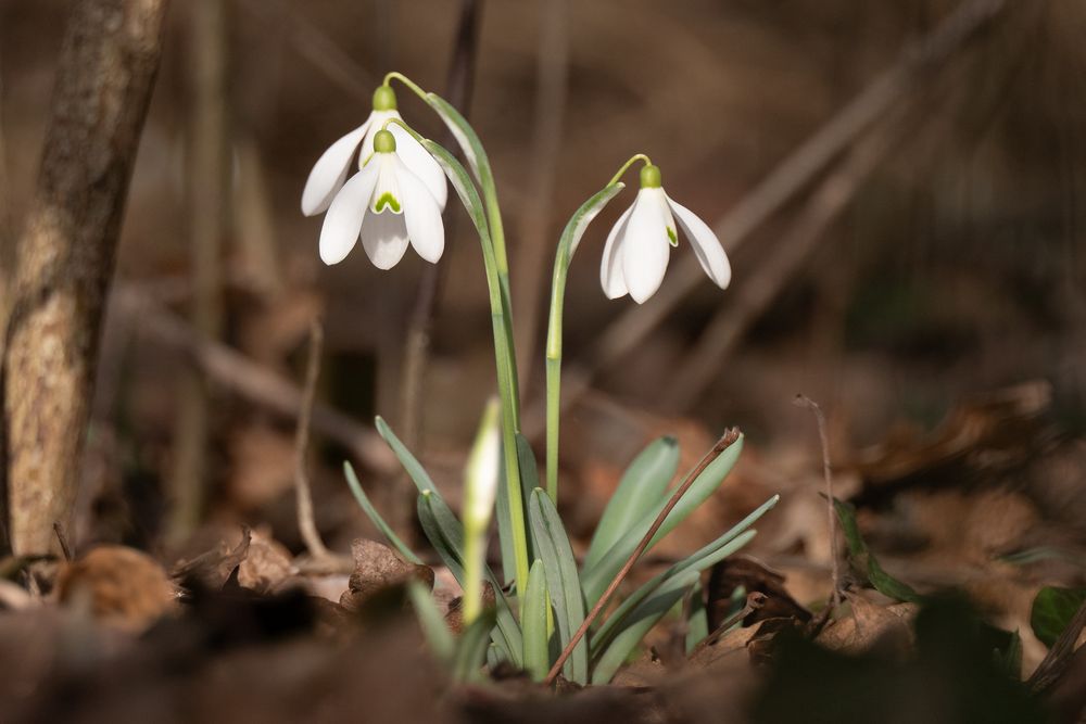 Schneeglöckchen im Nationalpark Donauauen