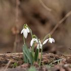 Schneeglöckchen im Nationalpark Donauauen