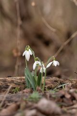 Schneeglöckchen im Nationalpark Donauauen