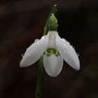 Schneeglöckchen im Nieselregen 