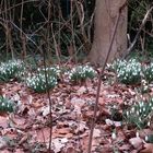 Schneeglöckchen im Park ...