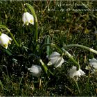 Schneeglöckchen  im Raureif