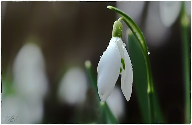 Schneeglöckchen im Regen