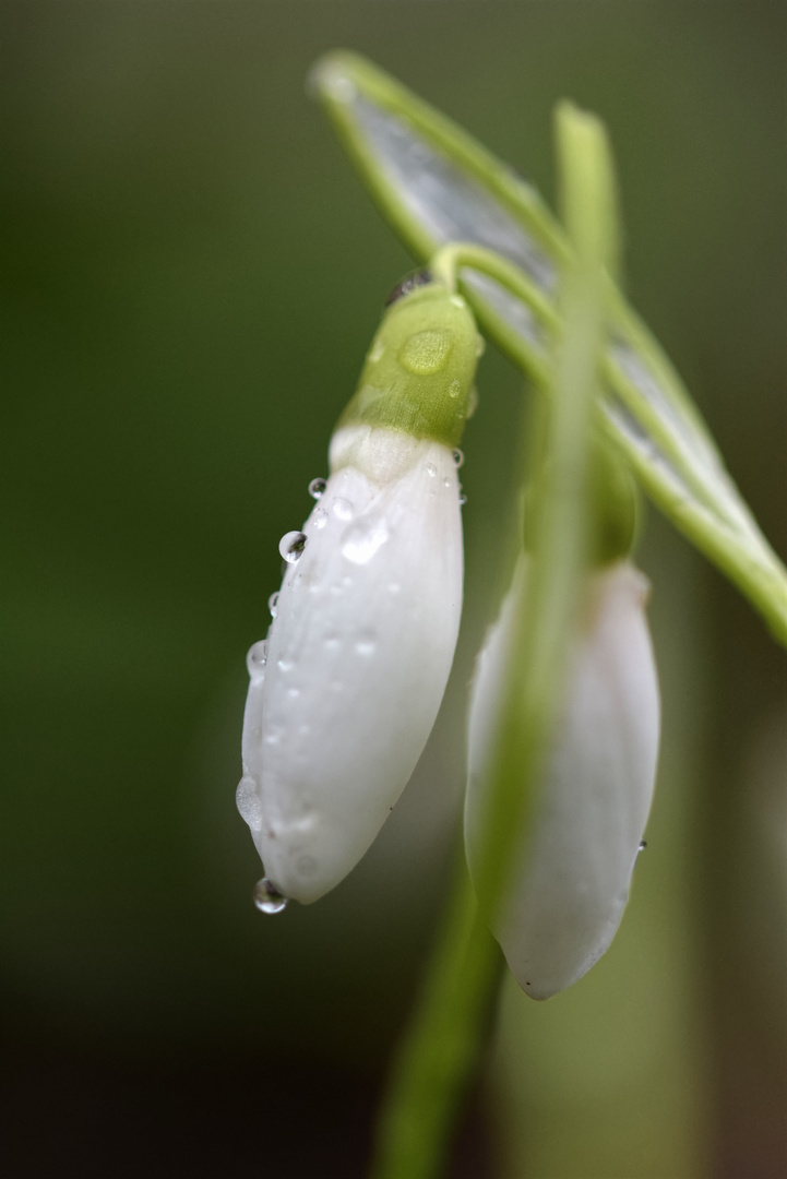 Schneeglöckchen im Regen