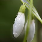 Schneeglöckchen im Regen