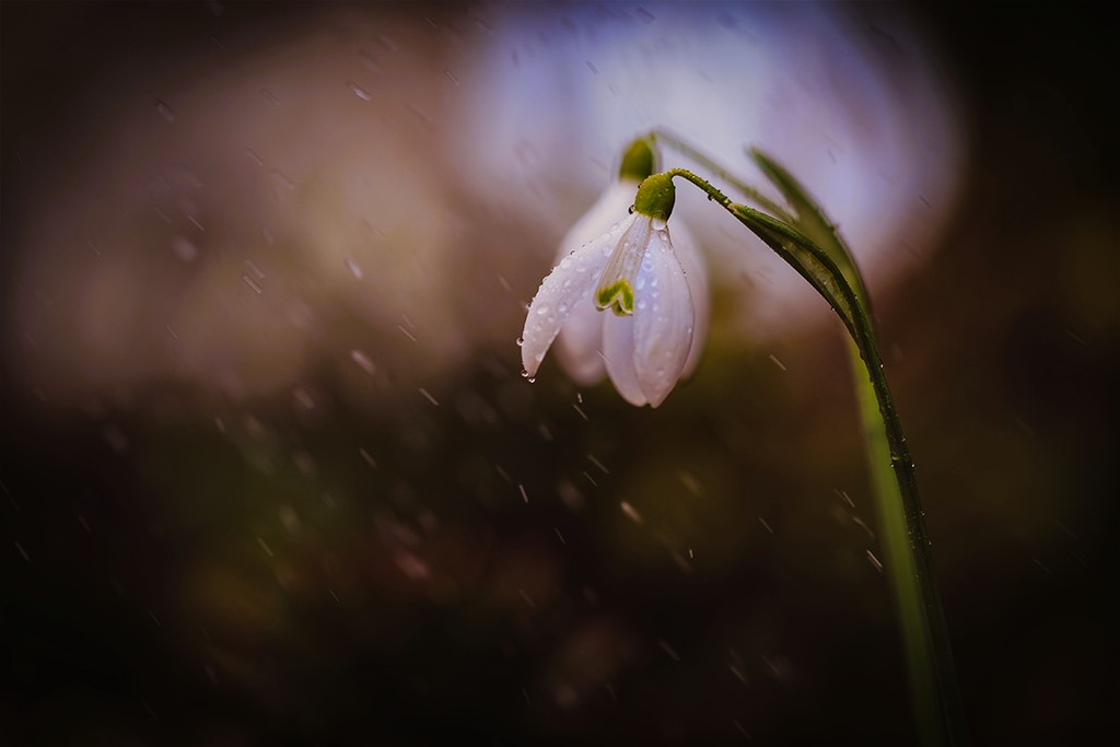 Schneeglöckchen im Regen