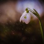 Schneeglöckchen im Regen