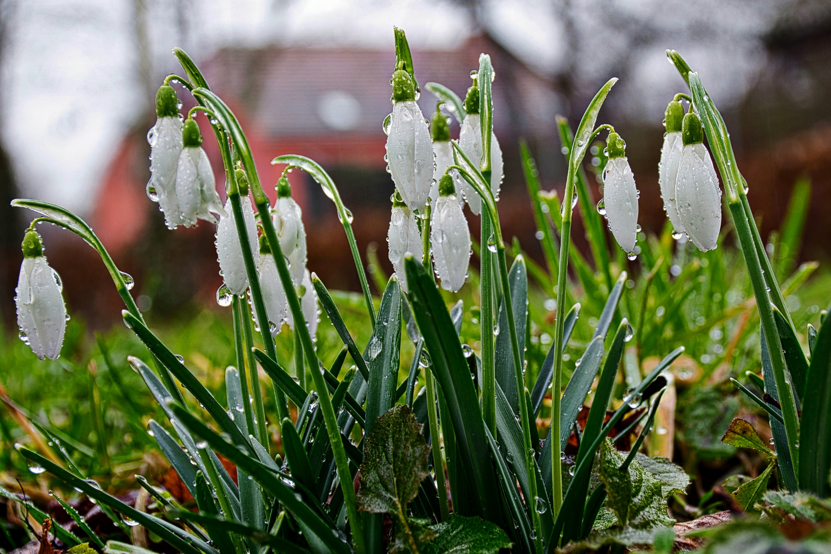 Schneeglöckchen im Regen Foto & Bild pflanzen, pilze & flechten