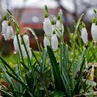 Schneeglöckchen im Regen 