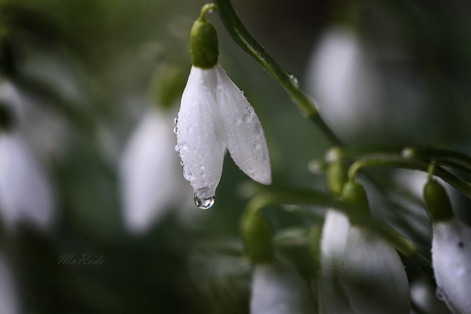 Schneeglöckchen im Regen