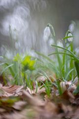 Schneeglöckchen im sanften Licht