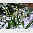 Schneeglöckchen im Schnee**