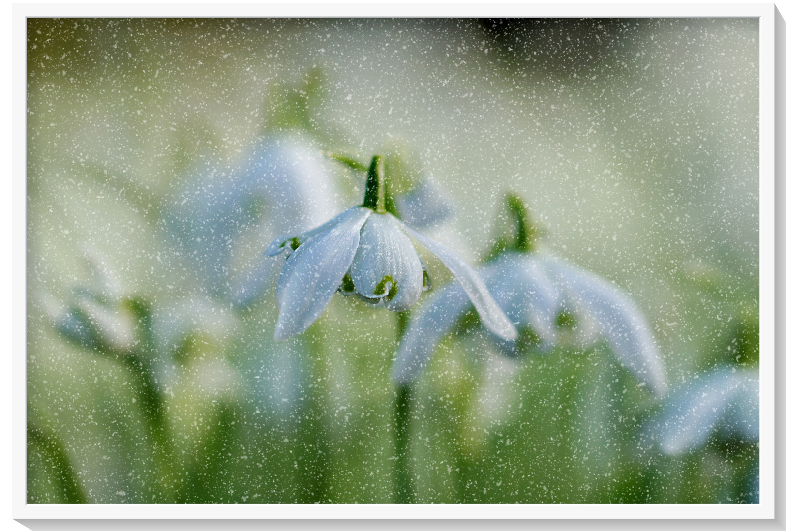 Schneeglöckchen im Schnee :::