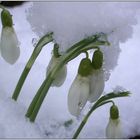 Schneeglöckchen im Schnee