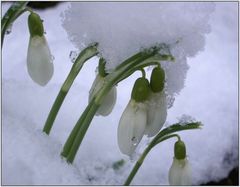 Schneeglöckchen im Schnee