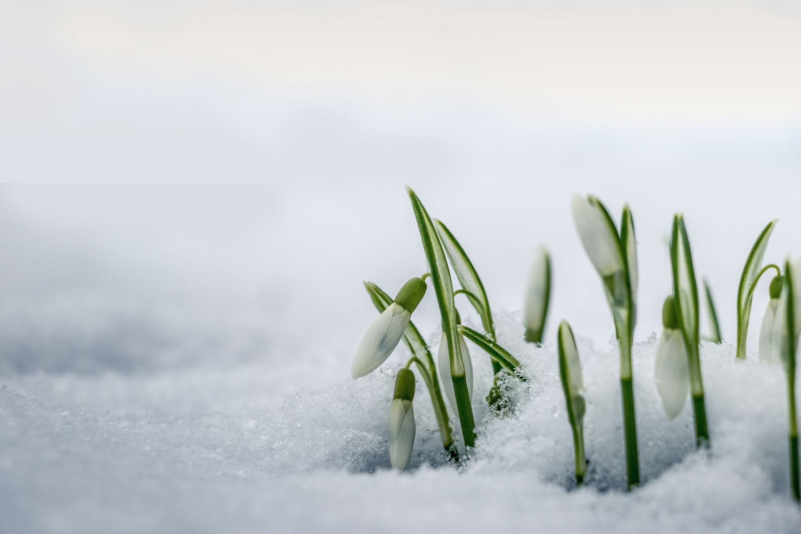 Schneeglöckchen im Schnee