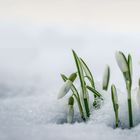 Schneeglöckchen im Schnee