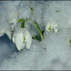 Schneeglöckchen im Schnee