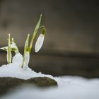 Schneeglöckchen im Schnee mit Stein