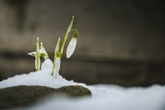 Schneeglöckchen im Schnee mit Stein