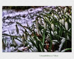 Schneeglöckchen im Schnee**(2)