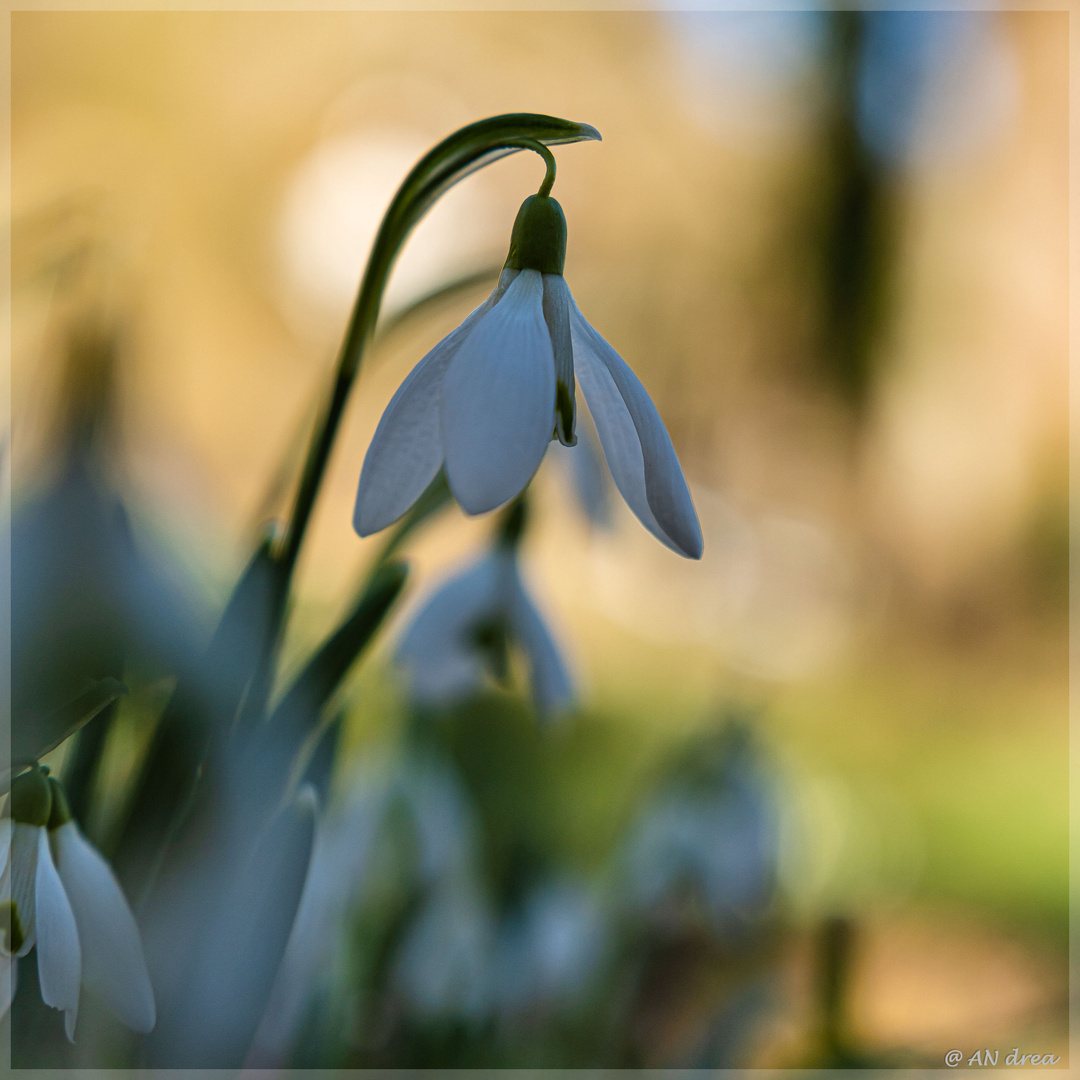 Schneeglöckchen im Sonnenschein