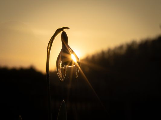 Schneeglöckchen im Sonnenuntergang