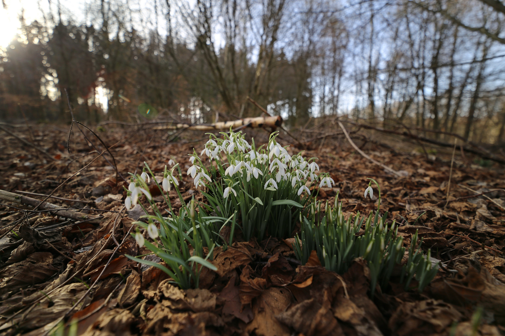 Schneeglöckchen im Wald