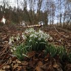 Schneeglöckchen im Wald