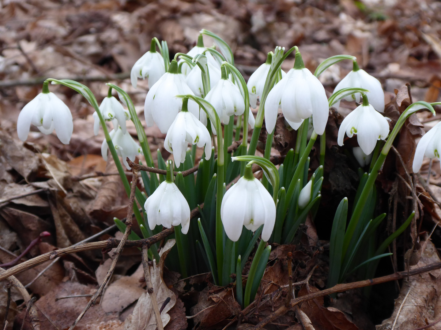 Schneeglöckchen im Wald 1 Foto & Bild pflanzen, pilze & flechten
