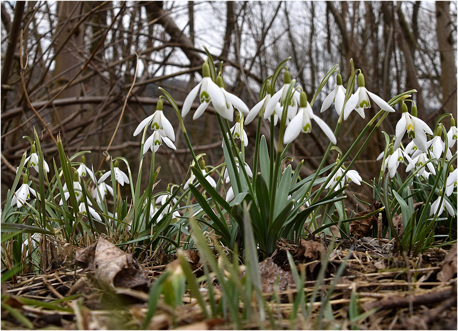 Schneeglöckchen im Wald Foto & Bild natur, frühblüher, pflanzen