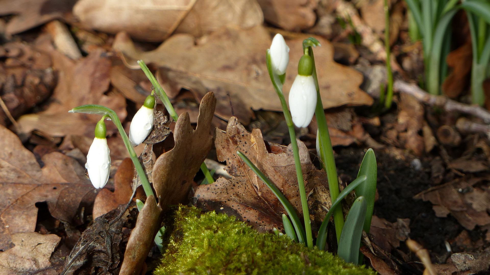 °°°° Schneeglöckchen im Wald °°°°