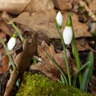 °°°° Schneeglöckchen im Wald °°°°