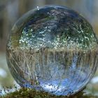 Schneeglöckchen im Wald