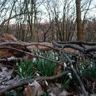 Schneeglöckchen im Wald