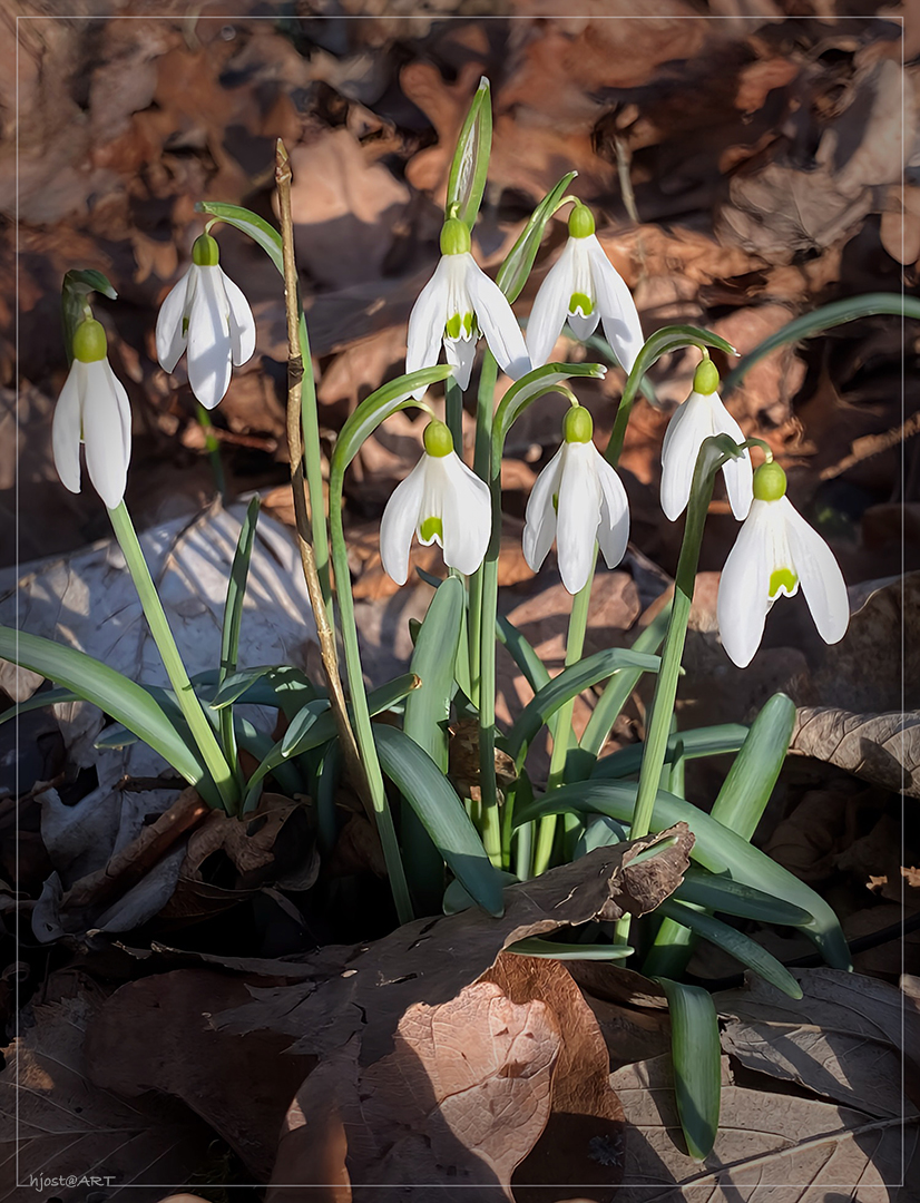 Schneeglöckchen im Wald ...