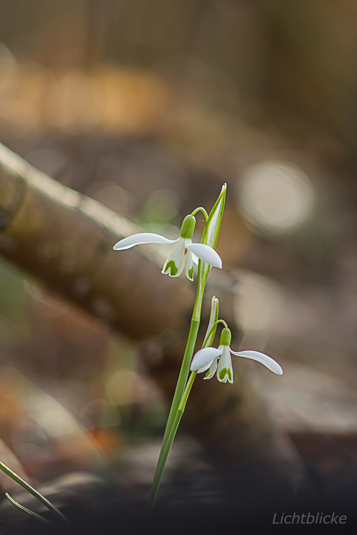 Schneeglöckchen im Wald