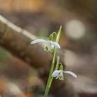 Schneeglöckchen im Wald