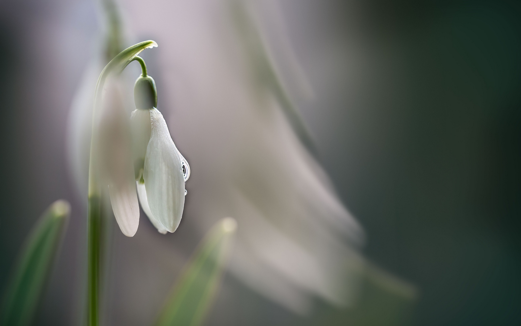 Schneeglöckchen im Wind