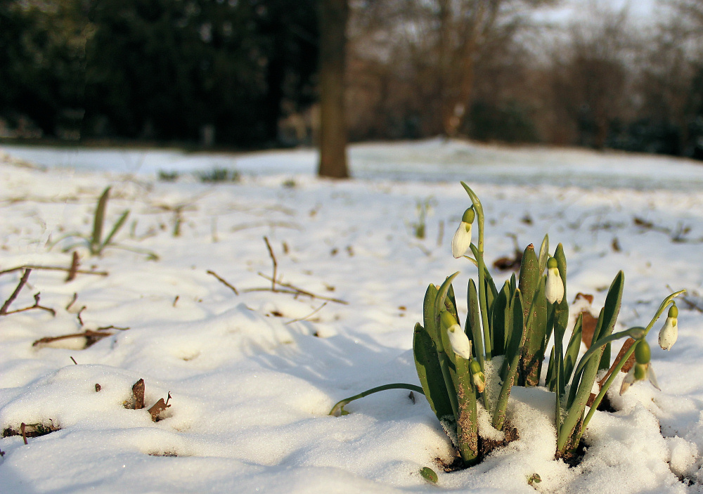 Schneeglöckchen in Abendsonne