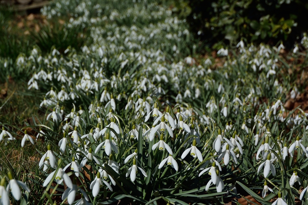 Schneeglöckchen in Dänemark