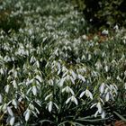 Schneeglöckchen in Dänemark