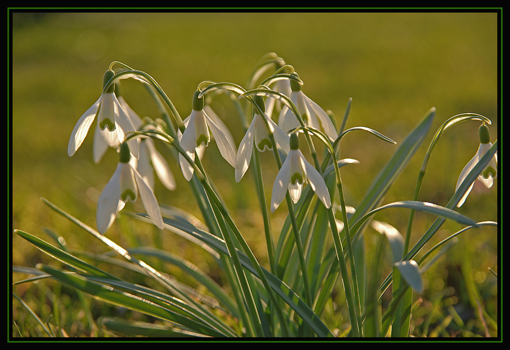 Schneeglöckchen in den letzten Sonnenstrahlen eine schönen Frühlings Tages