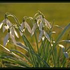 Schneeglöckchen in den letzten Sonnenstrahlen eine schönen Frühlings Tages